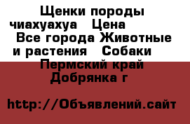 Щенки породы чиахуахуа › Цена ­ 12 000 - Все города Животные и растения » Собаки   . Пермский край,Добрянка г.